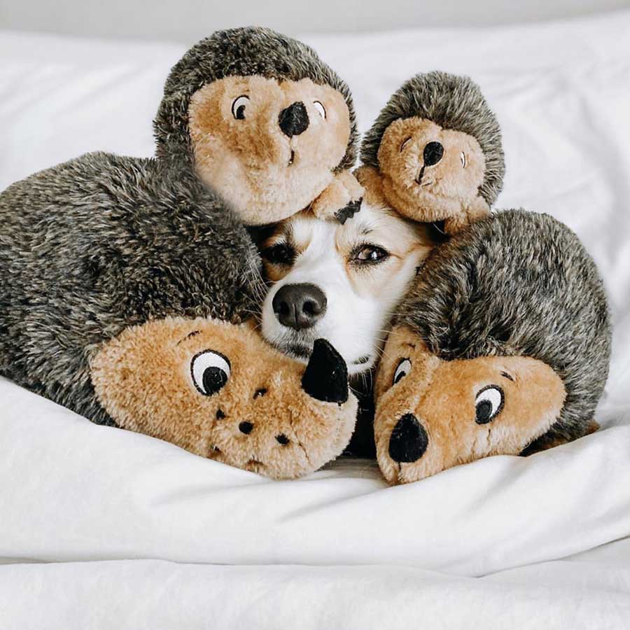 dog with hedgehog toys