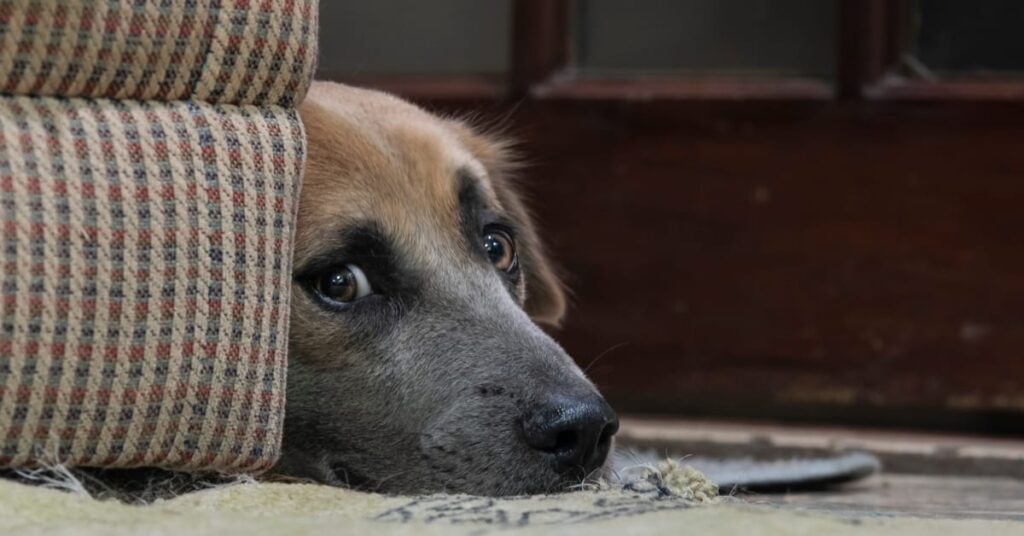 why are dogs afraid of storms