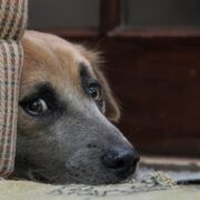 why are dogs afraid of storms
