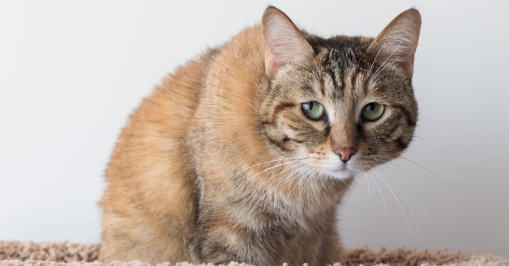 can cats get depressed