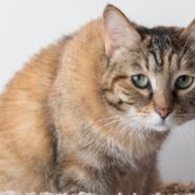 can cats get depressed
