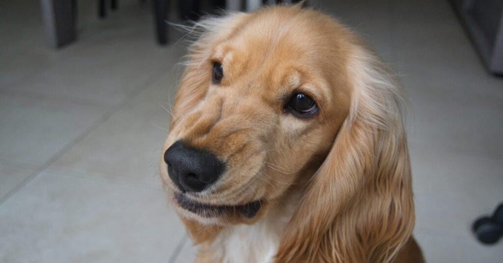 rage syndrome in dogs