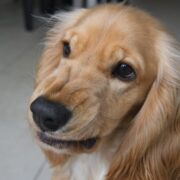 rage syndrome in dogs