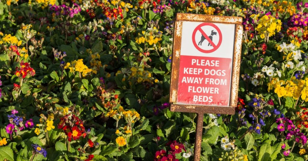 flower bed