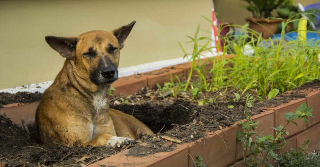 garden fencing for dogs for dogs in flower beds