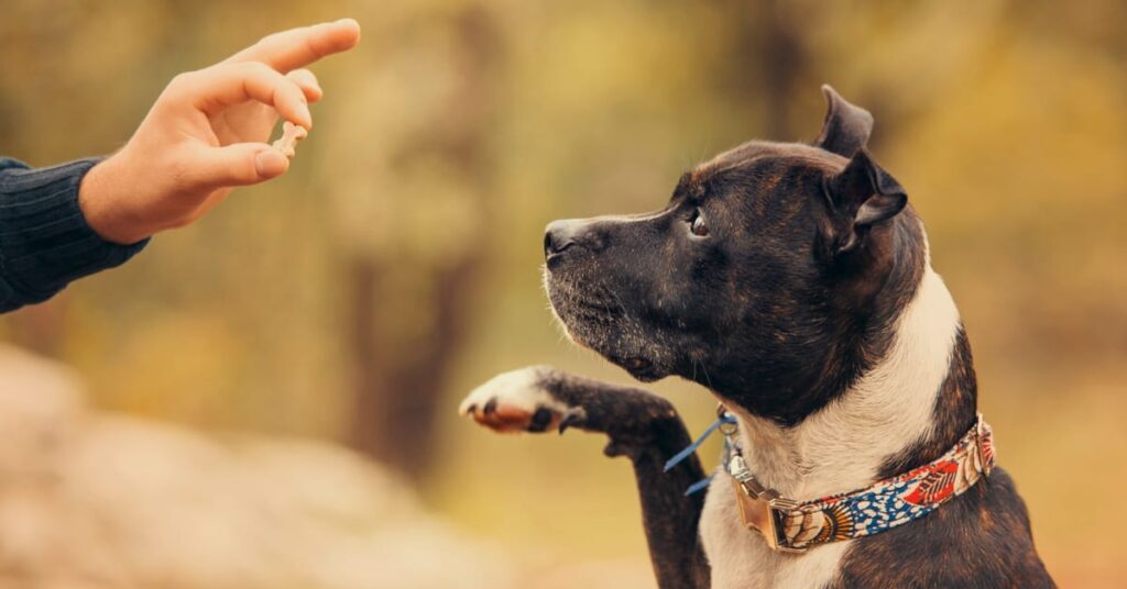 teach your dog to love learning