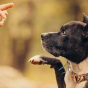 teach your dog to love learning