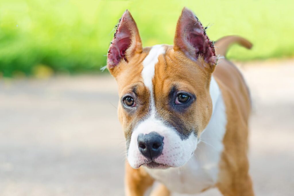 ear cropping