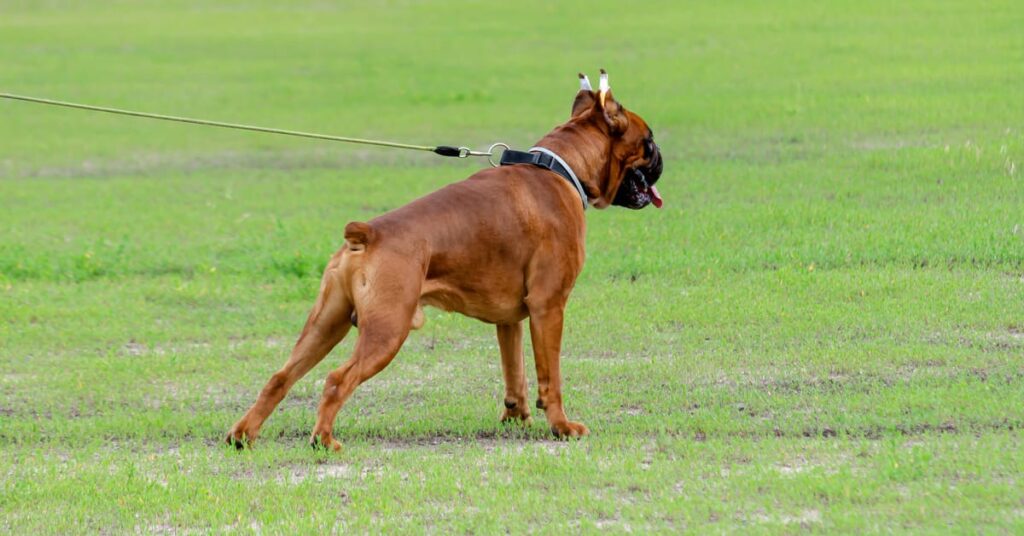 dog with docked tail