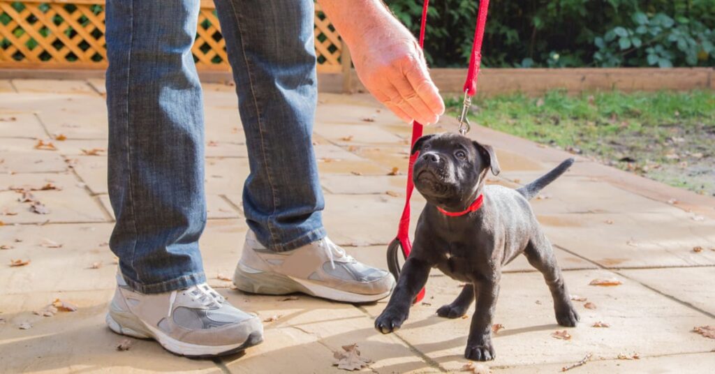 puppy in training
