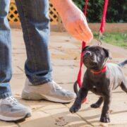 puppy in training. how to train a dog that is not food motivated