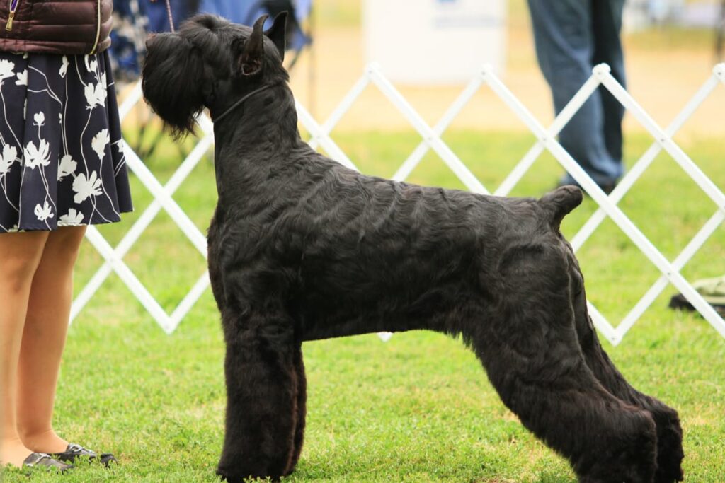 giant schnauzer at akc dog show