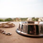 how to cope with the loss of a pet