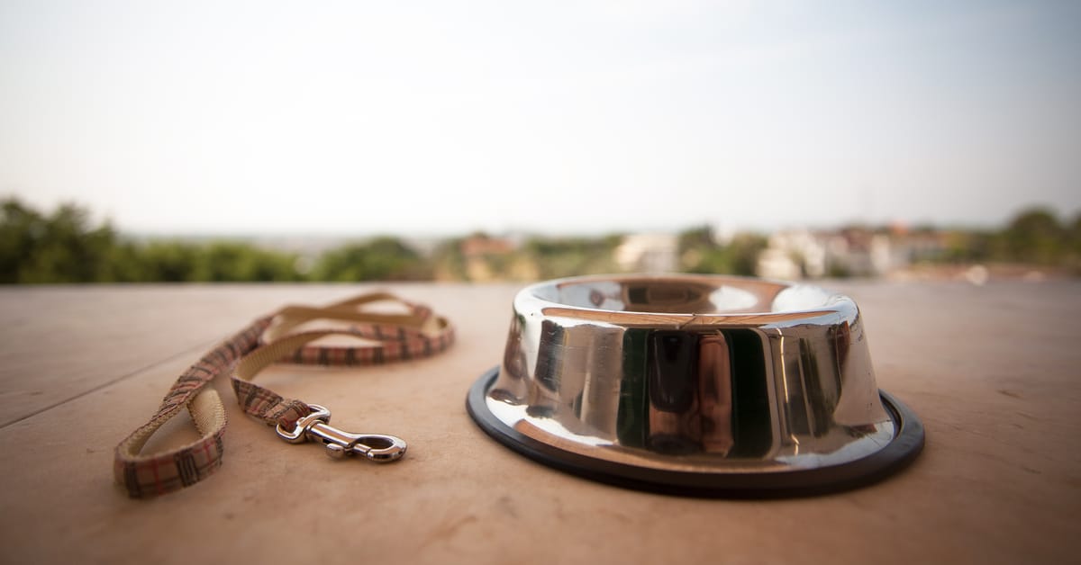 How To Cope With the Loss of a Pet