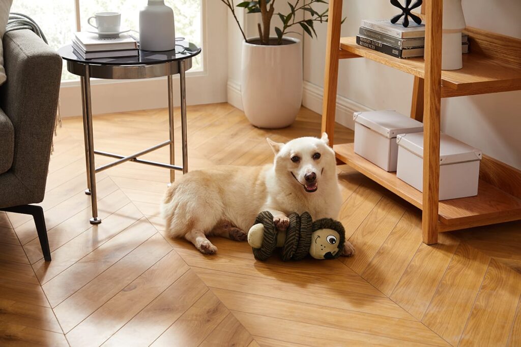 corgi with toy