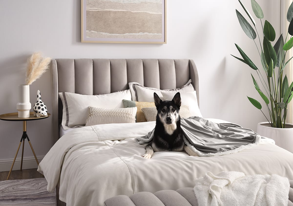 How to Potty Train a Dog in an Apartment