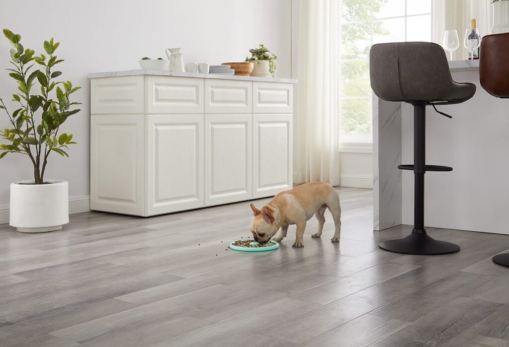 what to feed a dog with pancreatitis