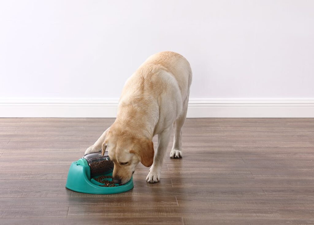 dog using dog puzzle. contrafreeloading