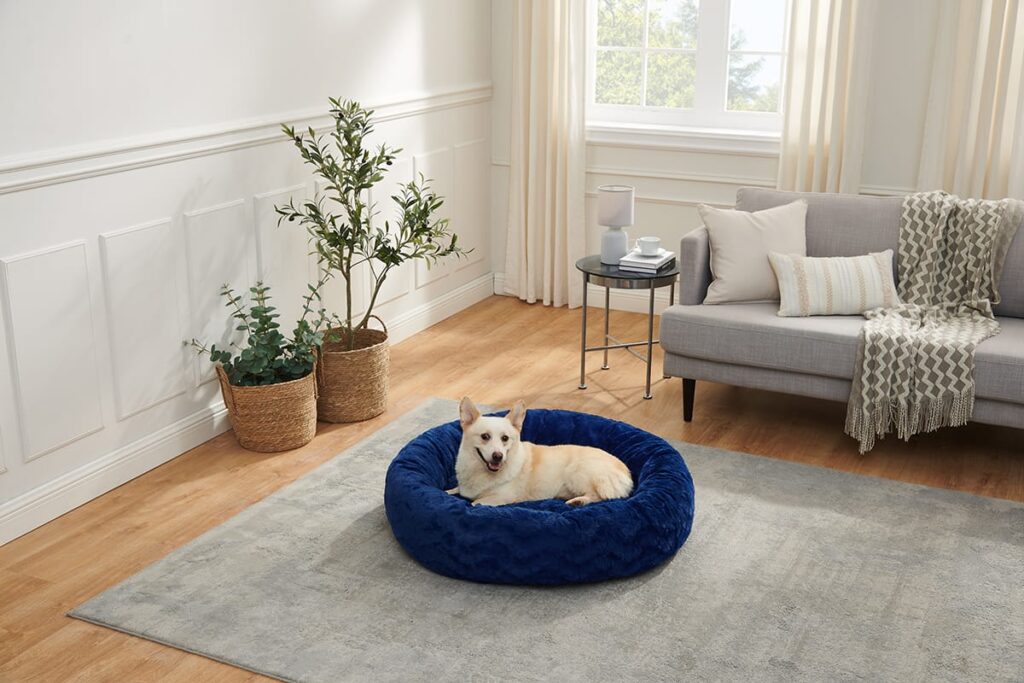 corgi in a donut bed