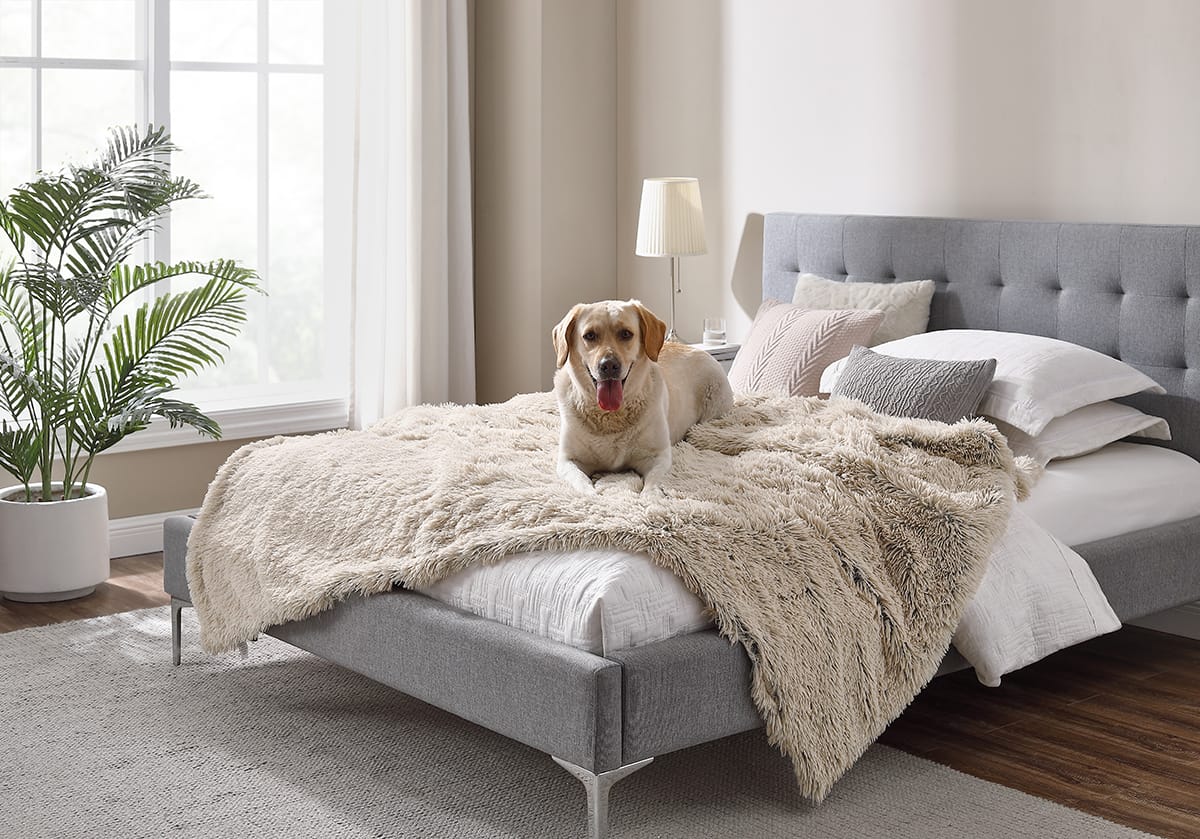 How to Keep Your Dog Off the Bed