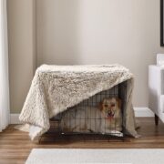 how to crate train an older dog