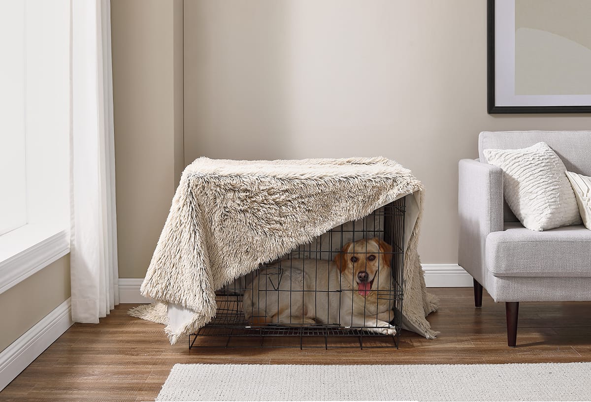 How to Crate Train an Older Dog