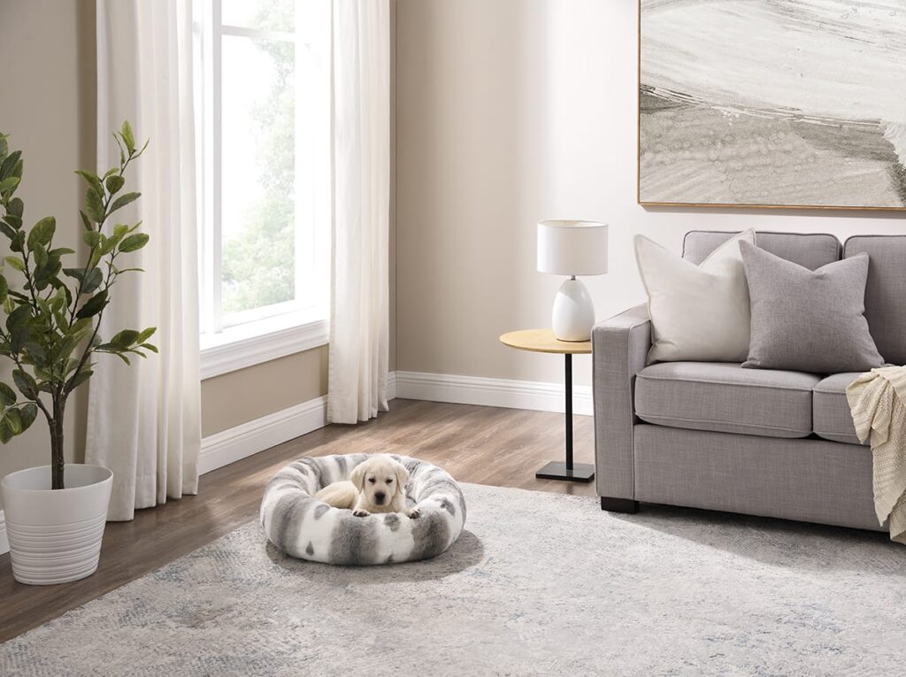dog in donut bed in living room