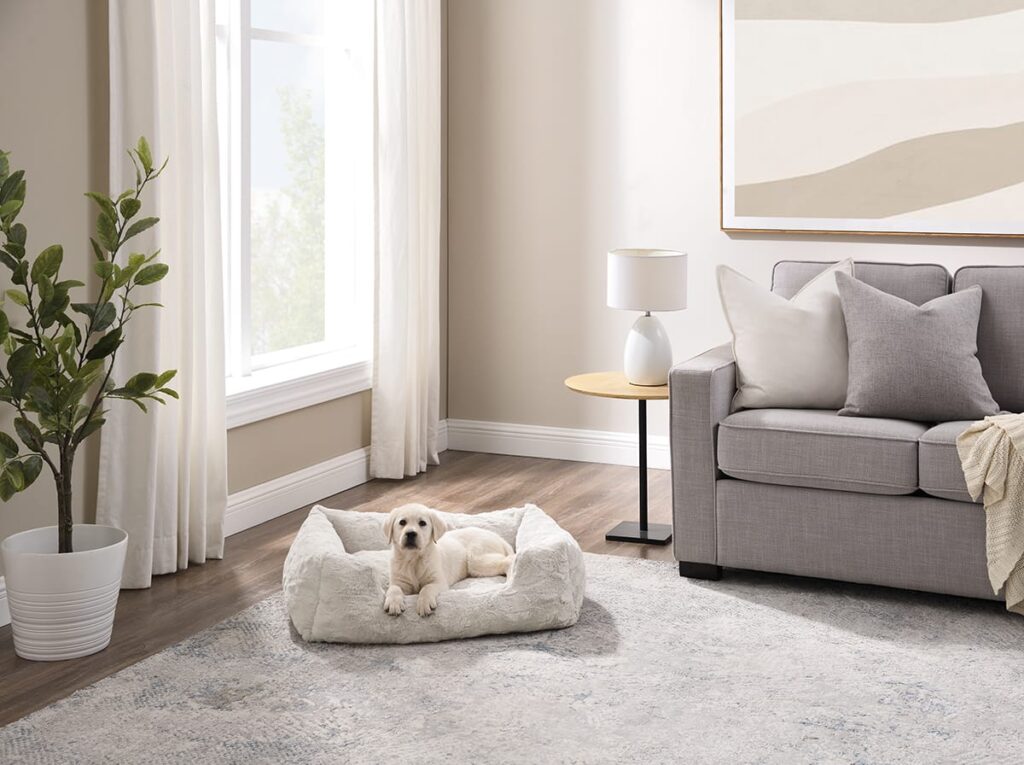dog in dog bed in living room