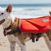 beach must haves for dogs