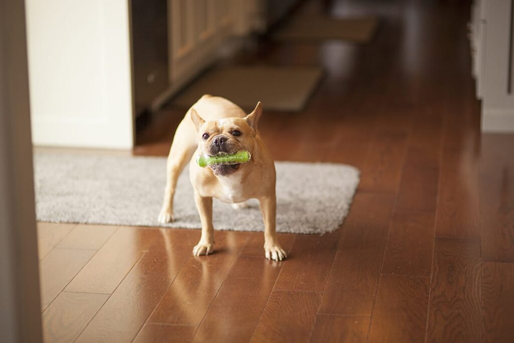 french bulldog with bone toy