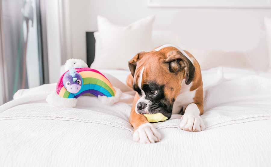dog with hide a rainbow