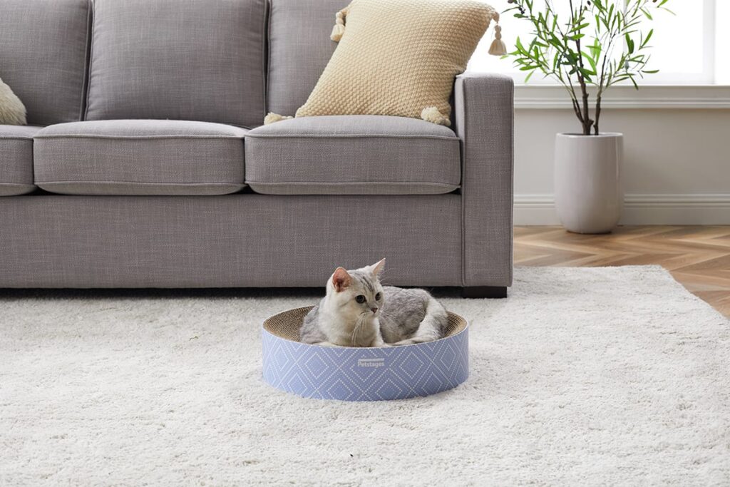 cat on a scratch toy