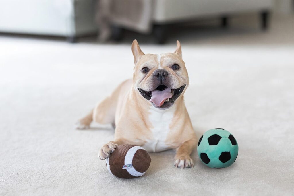 french bulldog