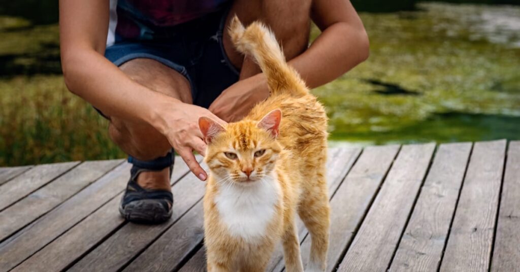 why do cats put their butt in your face