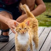 why do cats put their butt in your face