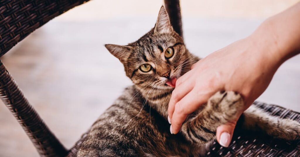 what does it mean when a cat licks you