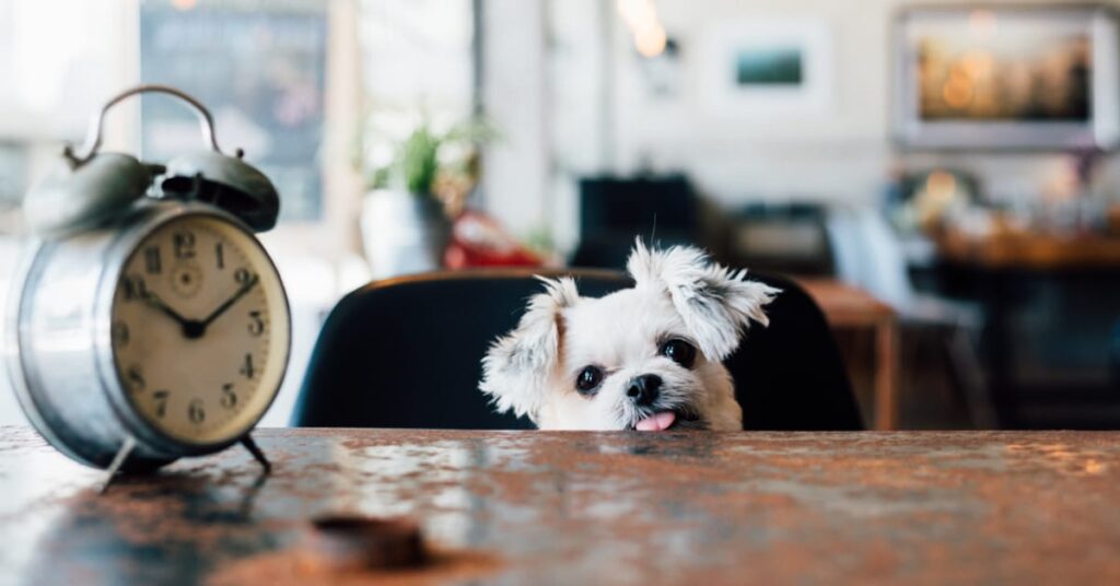 do dogs have a sense of time