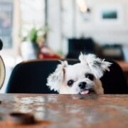 do dogs have a sense of time