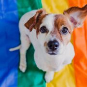 dog on a pride flag