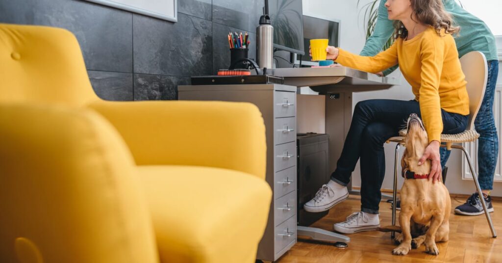 dog in an office with two coworkers
