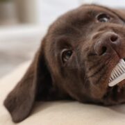 brushing a dogs teeth
