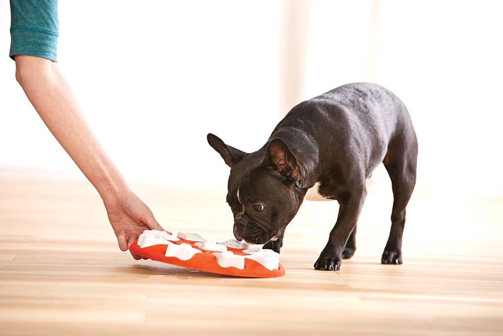 dog smart puzzle