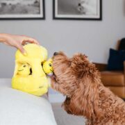 dog toy inside a toy