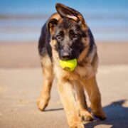 best toys for german shepherds