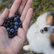 can dogs have blueberries