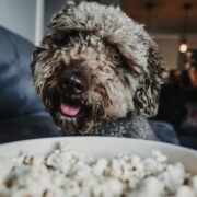 can dogs eat popcorn