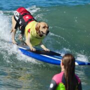 dog water sports