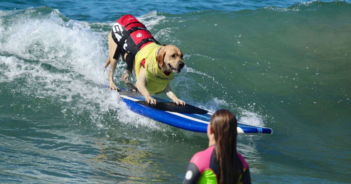 Dog Bucket List for All Life Stages