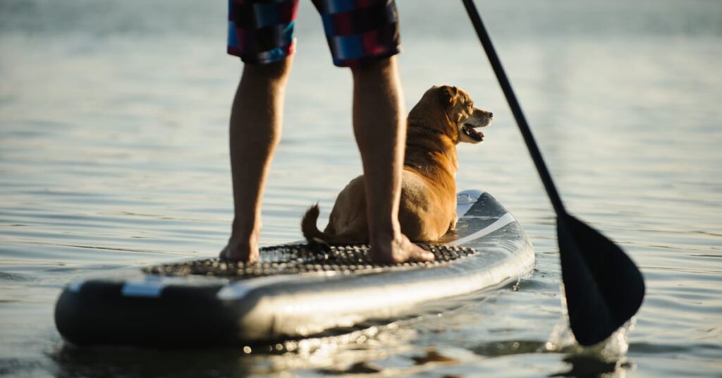 dog water sports