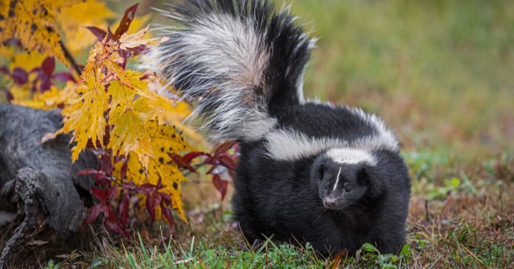 how to get skunk smell out of a dog
